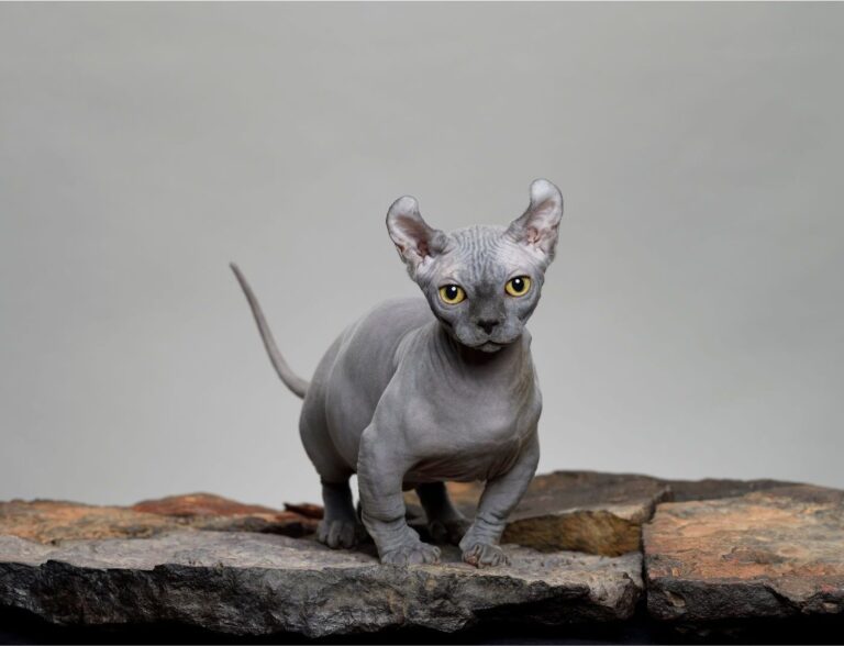 Meet the Dwelf: The Tiny, Wrinkly Cat You Won’t Forget