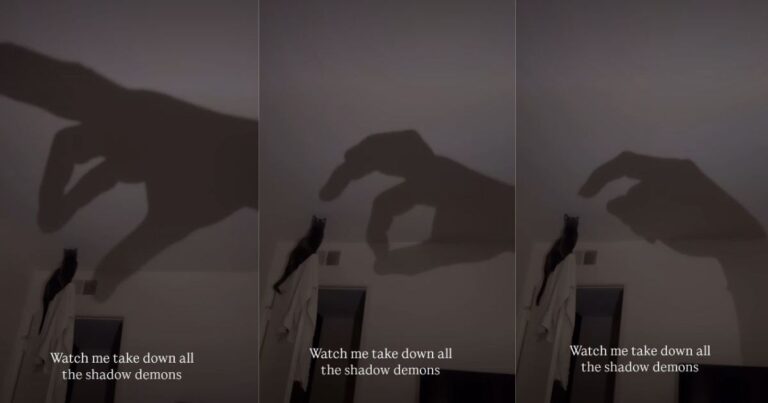 Video: Cat Plays with Owner’s Hand Shadow Hitting the Wall