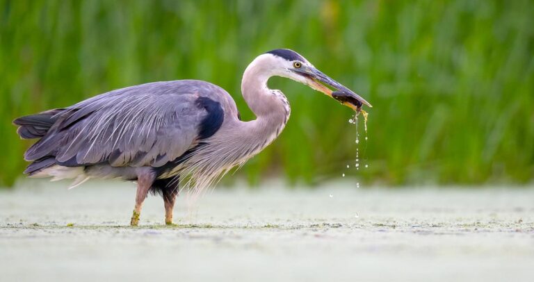 Great Blue Heron Overview, All About Birds, Cornell Lab of Ornithology