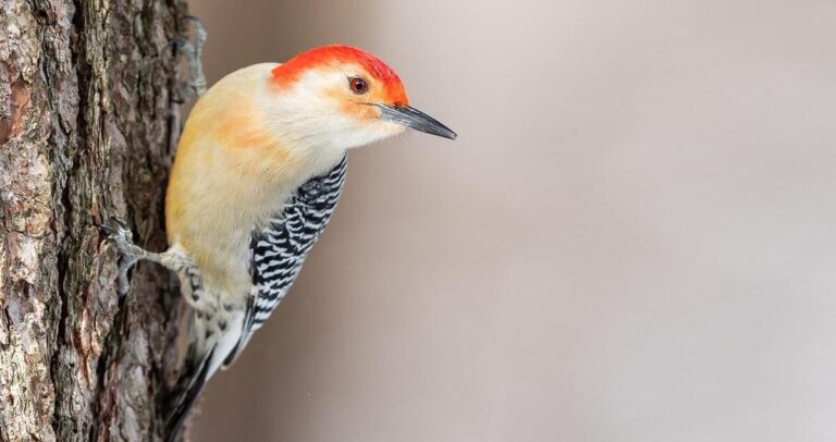 Red-bellied Woodpecker Overview, All About Birds, Cornell Lab of Ornithology