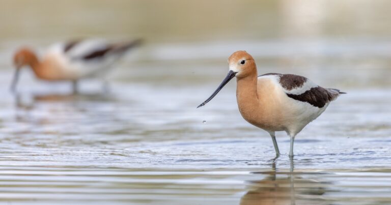 Permitting for Stream Restoration under Regulation 87