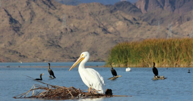 Colorado River Remains in Crisis with Continued Uncertainty on Water Supply and Operations