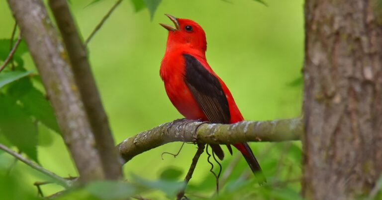 Audubon Supports New Bill to Designate Scarlet Tanager as Pennsylvania’s Official Migratory Bird