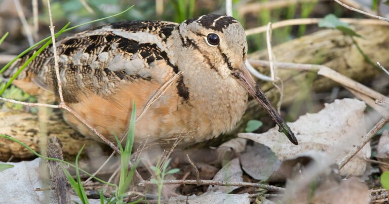 Conservation at the Greenwich Audubon Center: Welcoming American Woodcocks