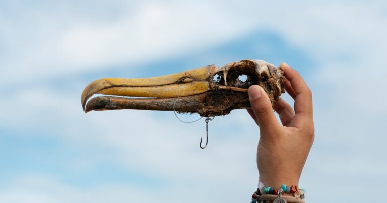 In Ecuador, Increased Dangers at Sea Hinder Seabird Conservation