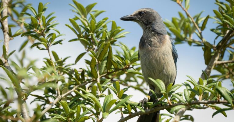Volunteers are Providing the Data Needed to Manage Florida’s Endemic Bird