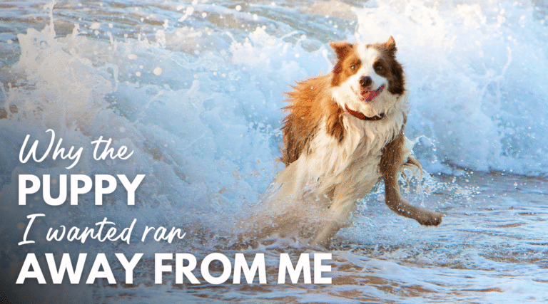 Why the puppy I wanted ran away from me – Dr. Dobias International