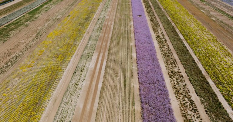 Inside the Movement to Grow More Native Seeds—and Why It Matters More Than Ever