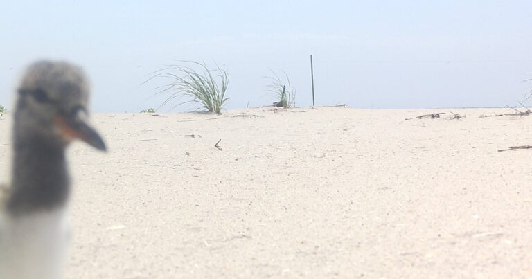 American Oystercatcher Camera Project Captures Predators, Disturbance