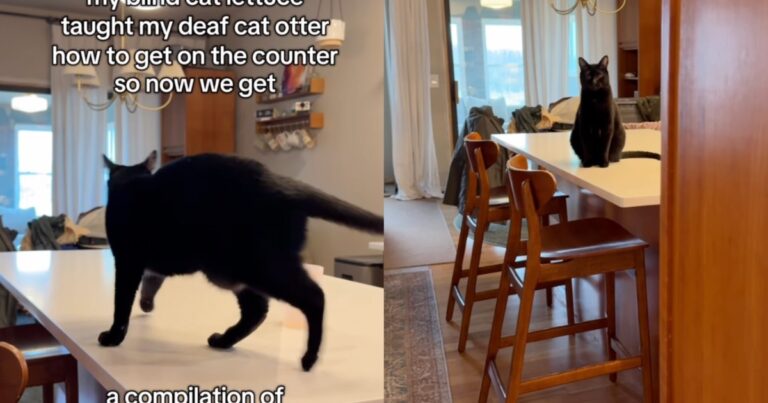 Video: Deaf Cat Makes Cute Noises After Getting on Counter