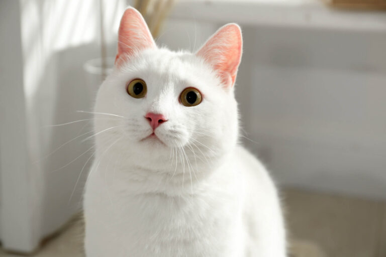 Meet the Khao Manee — The Rare White Cat With the Famous Eyes