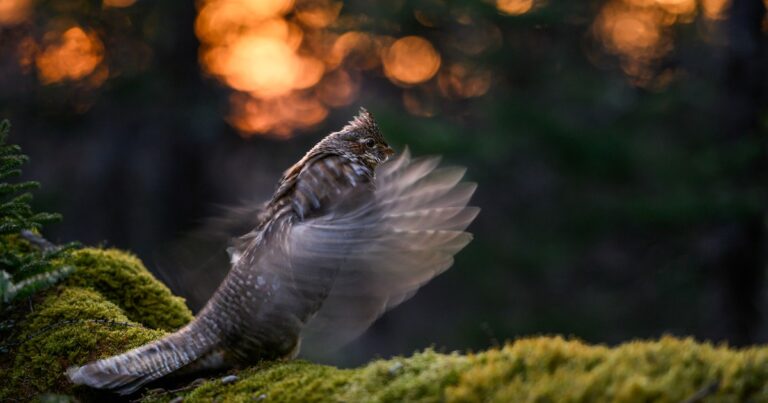Here’s How Ruffed Grouse Make That Wild Drumming Sound—and How to Hear it for Yourself