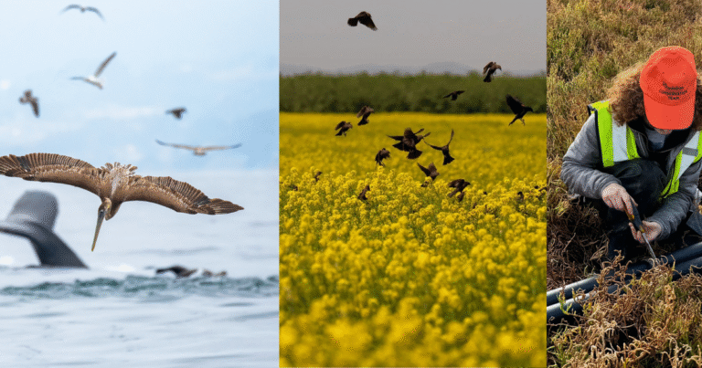 Celebrate 30 Years of California Conservation