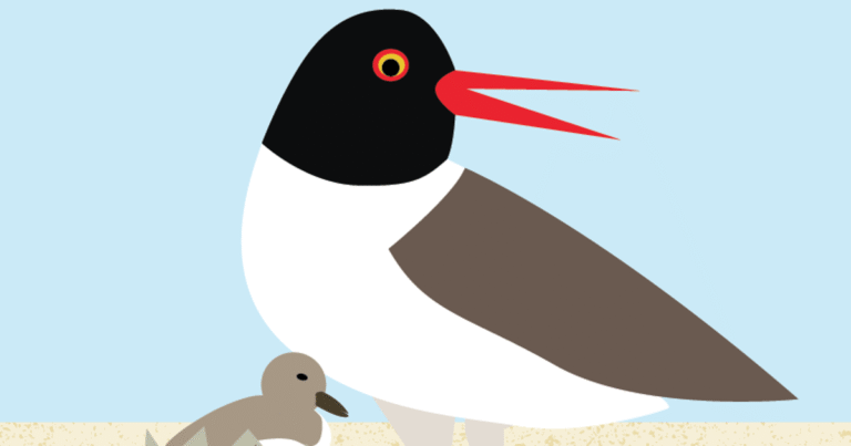 Be a Good Egg: Share the Shore