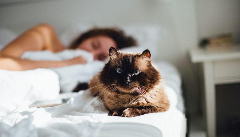 If Your Cat Sleeps Beside You, Here’s What It’s Trying to Say