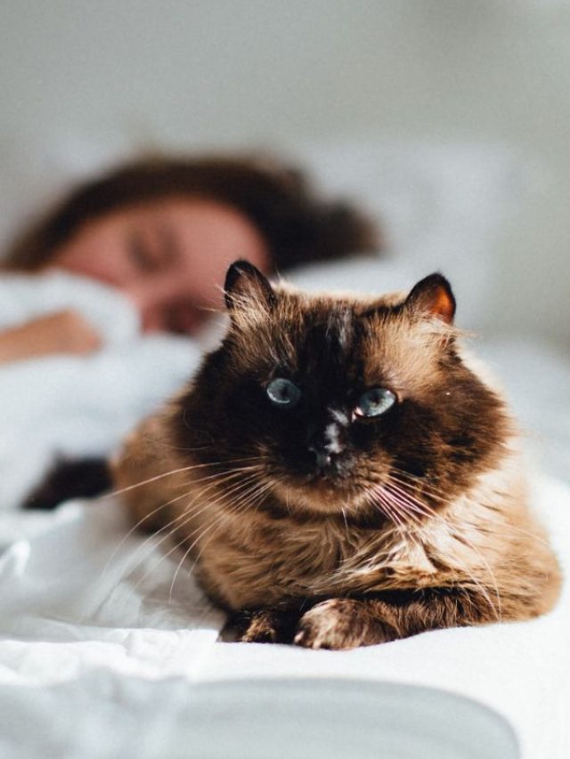 Do Cats Guard Their Owners While They Sleep?