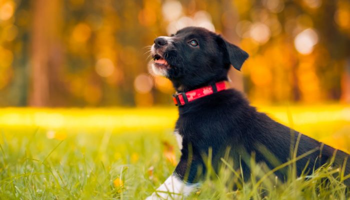 500 African Dog Names – Puppy Leaks