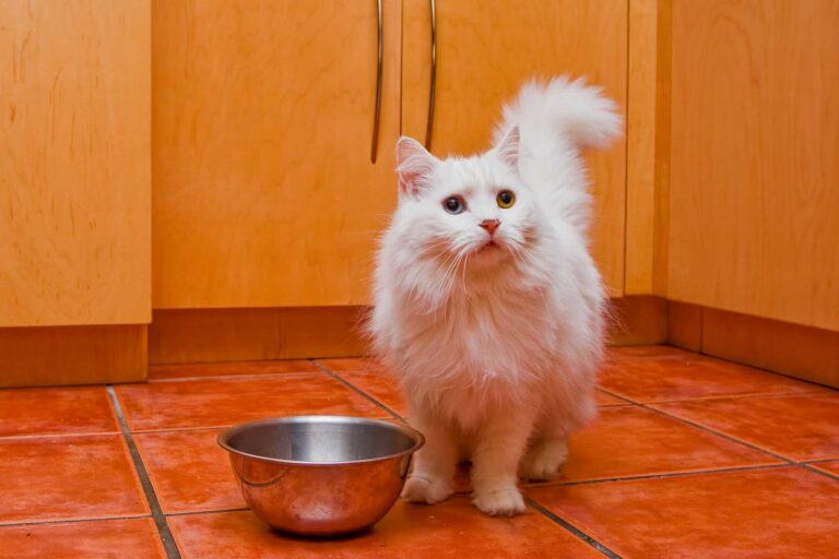 If Your Cat Won’t Eat, Try These Simple Fixes First