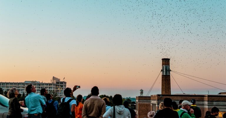 Where Do Vaux’s Swifts Spend the Night? A Community Science Effort Is Mapping Their Roost Sites