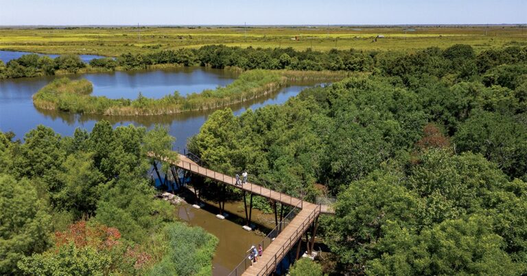 7 Canopy Walks Where You Can Get a Bird’s-Eye View of Spring Migration