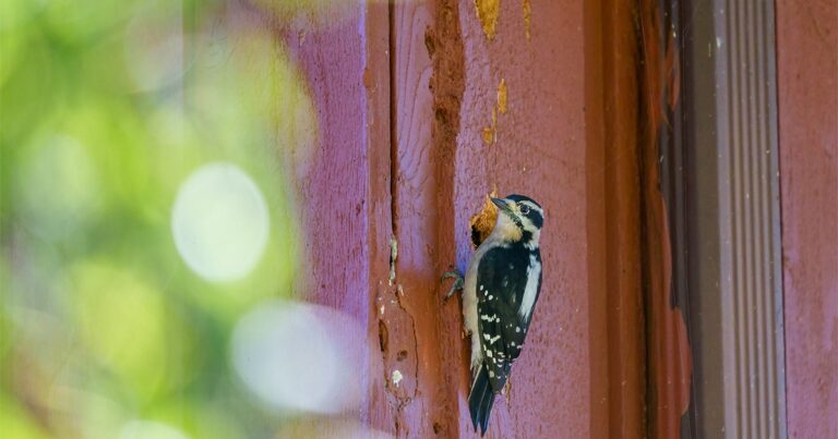 How to Keep Woodpeckers From Drilling Into Your Home