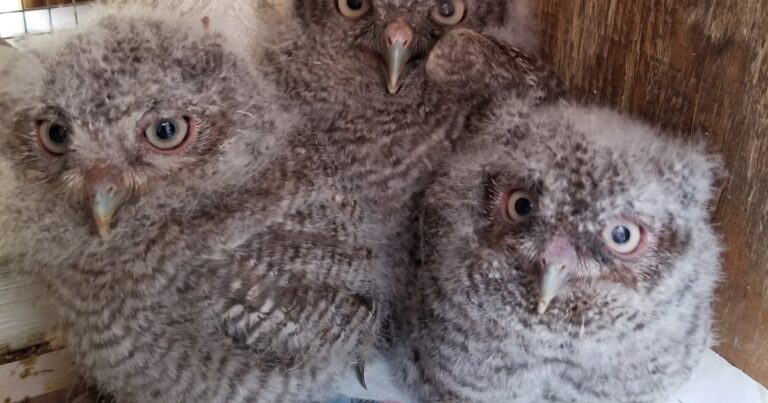 Member-Only Lecture: Raptor Conservation | Audubon