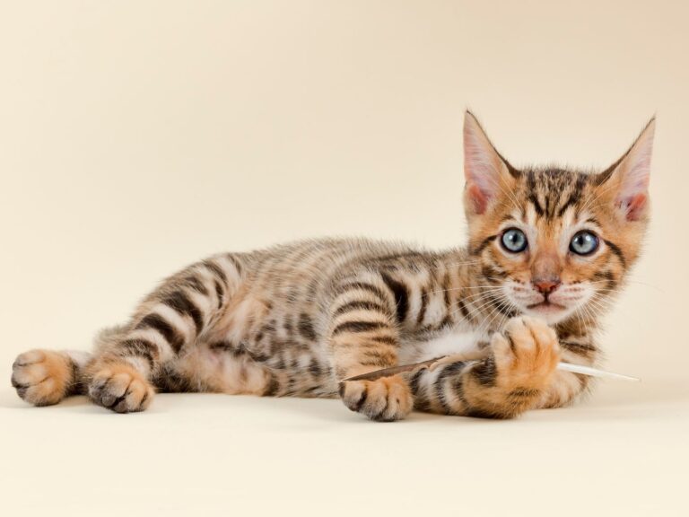 Meet the Toyger — The House Cat That Looks Like a Tiger
