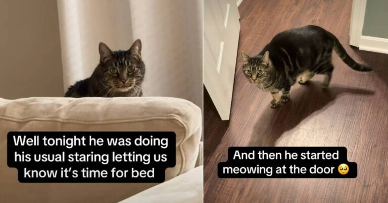 Cat Expects ‘Royalty’ Treatment at Bedtime for a Reason