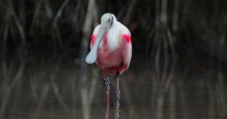 Banded Roseate Spoonbill Sheds Light on Iconic Florida Species
