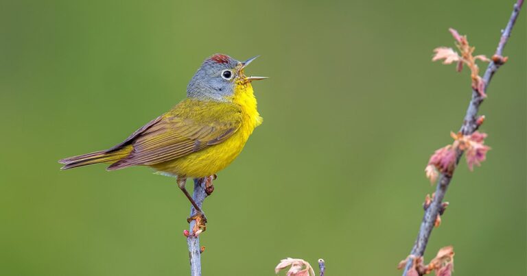 Basic Parts of a Bird Song: Rhythm, Repetition, Pitch, and Tone