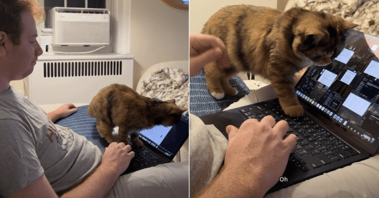 Cat Wants To Help Dad With Office Work