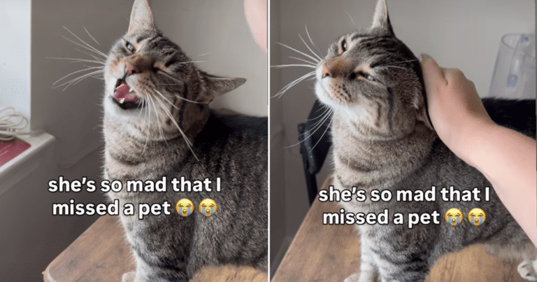 Cat Gets Annoyed With Owner for Missing Just One Pet