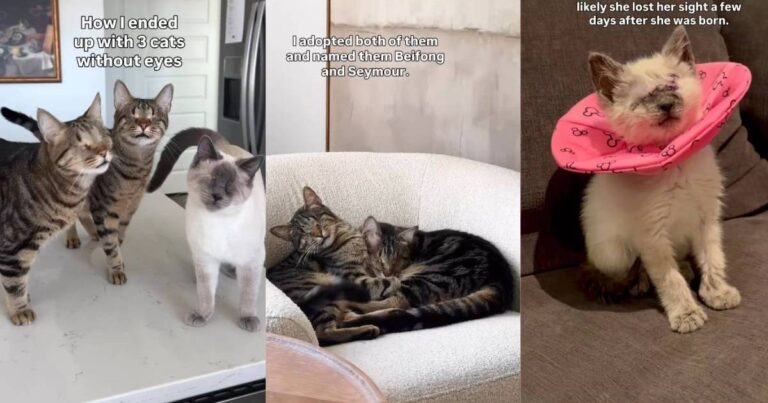 These 3 Special Needs Cats Are No ‘Different’ Than Others