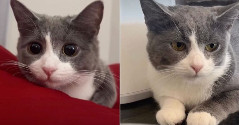 Owner Shows Many Expressions of Cat, All Adorable