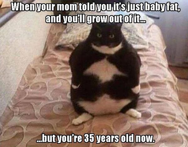Fat Cat Memes That Are Almost Too Good to Be Real