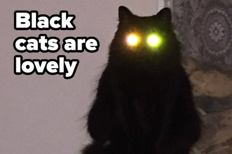 The Funniest Black Cat Memes on the Internet