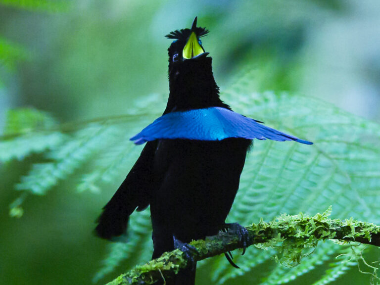 Sound – Birds-of-Paradise Project