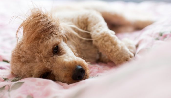 300 Italian Dog Names – Puppy Leaks