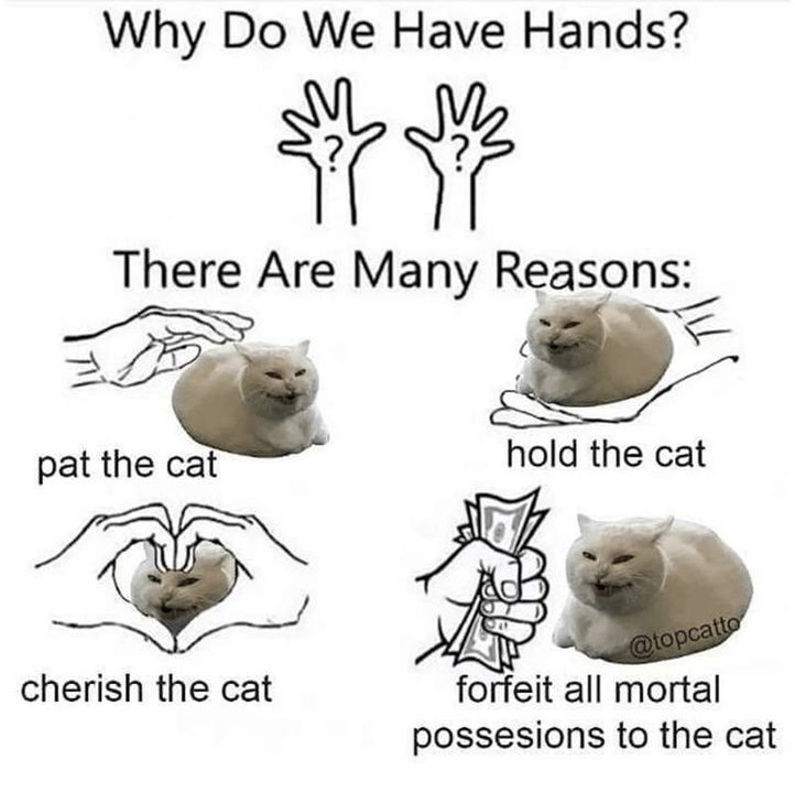 Funny Cat Memes That Will Instantly Make Your Day Better