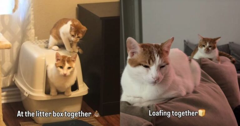 Cat Takes His Job as Furry Sibling’s Companion Very Seriously