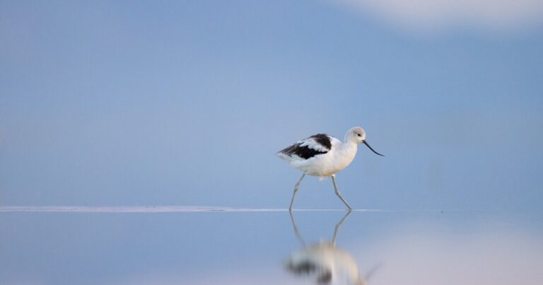 Great Salt Lake Conservation Gains Momentum with $1 Billion Federal Push and Renewed State Commitment