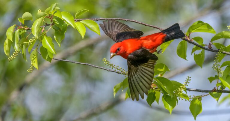 From Best Dressed to Class Clown, These 15 Birds Own Their Spring Migrant Superlatives