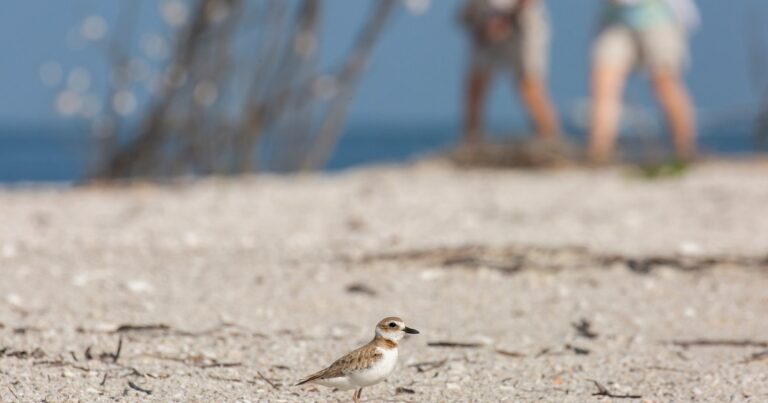 Coastal Stewardship Takes Flight as Shorebird Nesting Season Ramps Up