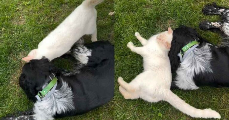 Friendly Cat Wins Everyone Over With His Sweet Personality