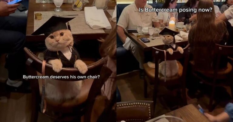 ‘Well-Behaved’ Cat Goes Viral for Attending a Graduation Party