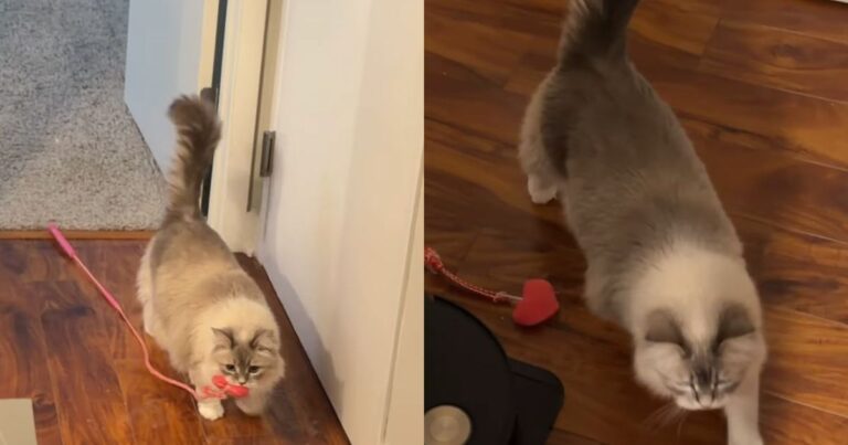 Cat Brings Toy to Owner as She Wants To Play Fetch