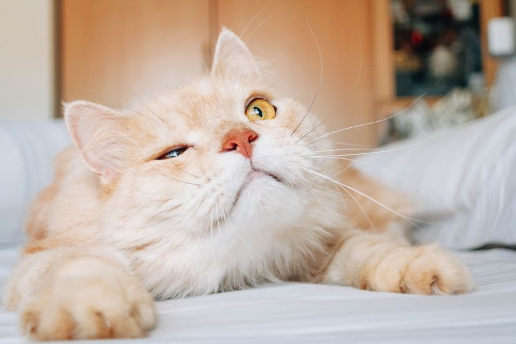 The 10 Worst Things About Owning a Cat