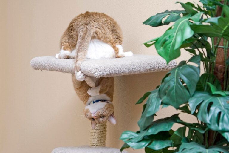 Why Do Cats Chase Their Tails? 4 Reasons Besides Play