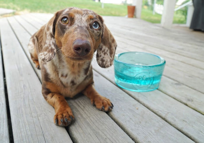 How to Properly Transition Your Dog’s Food (and Why You Should)