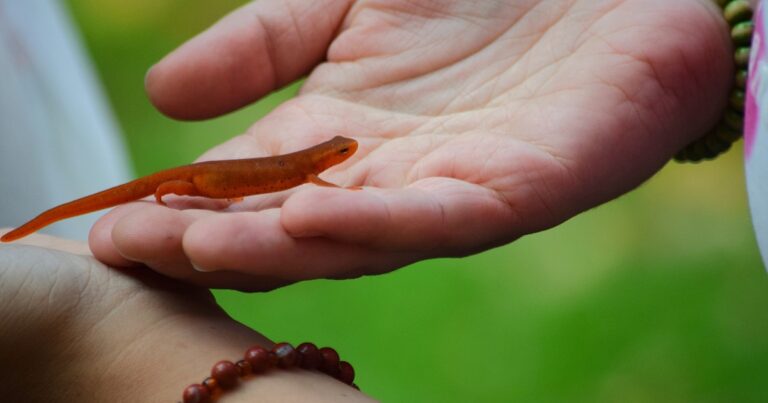 Intern Reflection: Flipping Logs and Looking at Salamanders